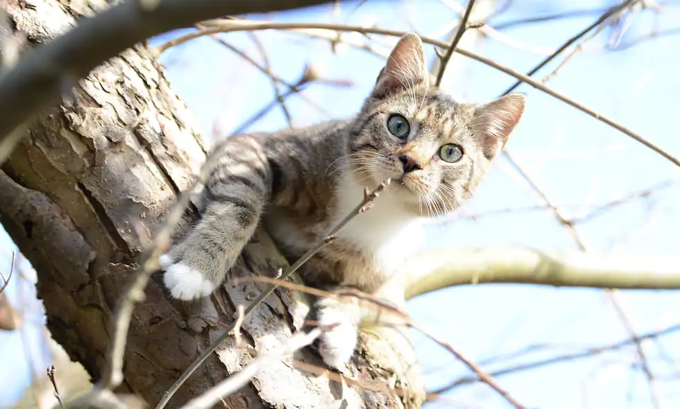 Katt klättrar i träd och tittar ner