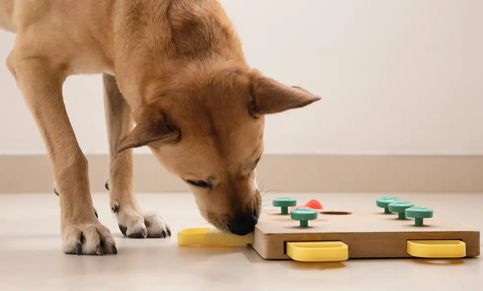 En ljusbrun hund med svart nos och svarta öron utforskar en pussel leksak för hundar på ett ljust trägolv inomhus