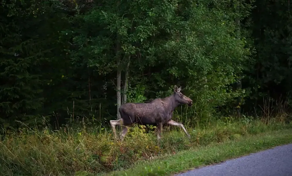 Älg går bredvid en väg med skog i bakgrunden