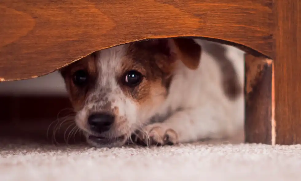 Orolig hund under en säng
