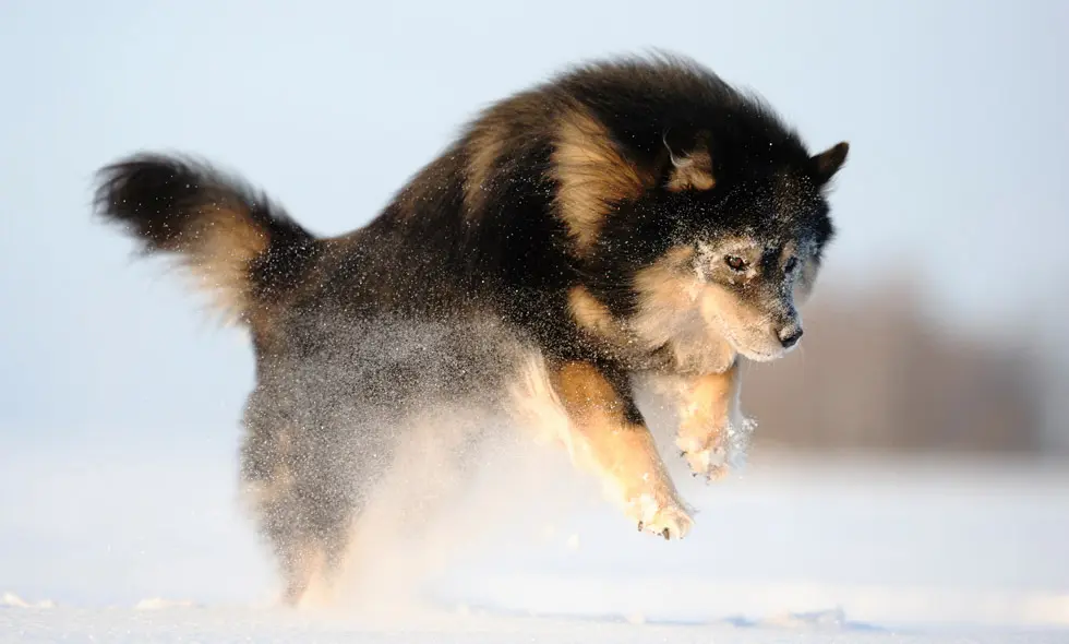 Finsk lapphund i snön