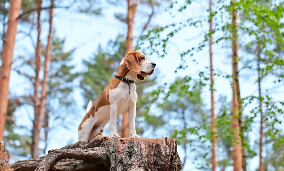 Hund på en stubbe i skogen.