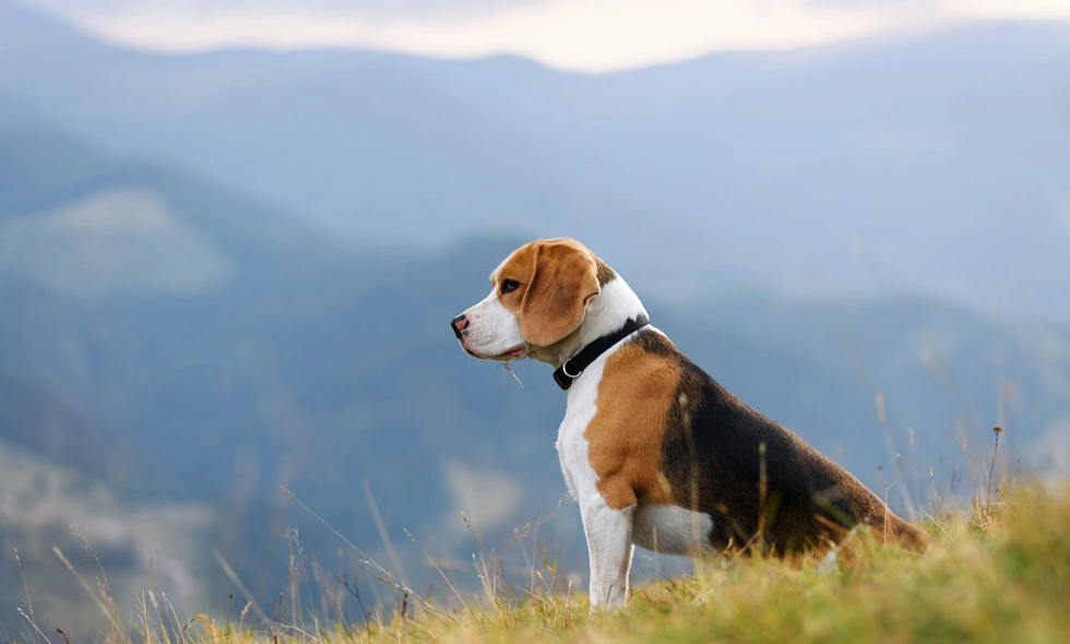 En beagle som sitter på en kulle och tittar ut över berg