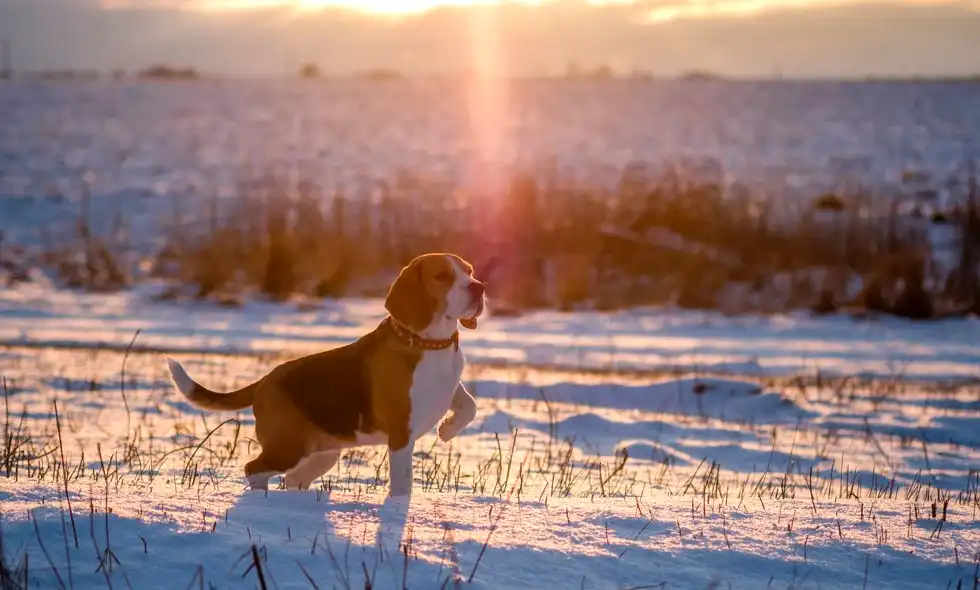 Beagle som står i snön med solen bakom sig