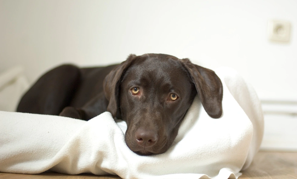 En svart ung labrador, ligger på en vit filt och tittar rakt in i kameran med sina stora, uttrycksfulla ögon