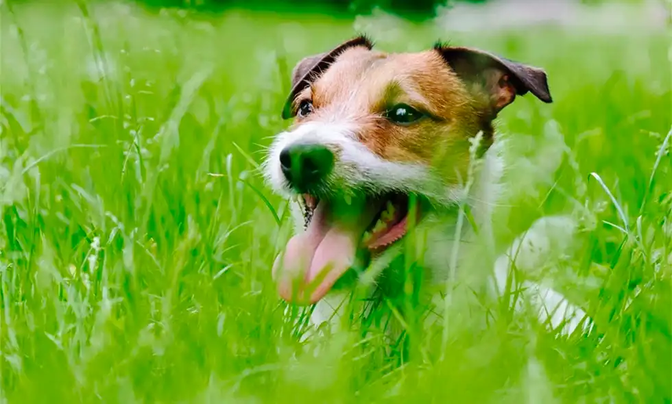En hund står i högt gräs