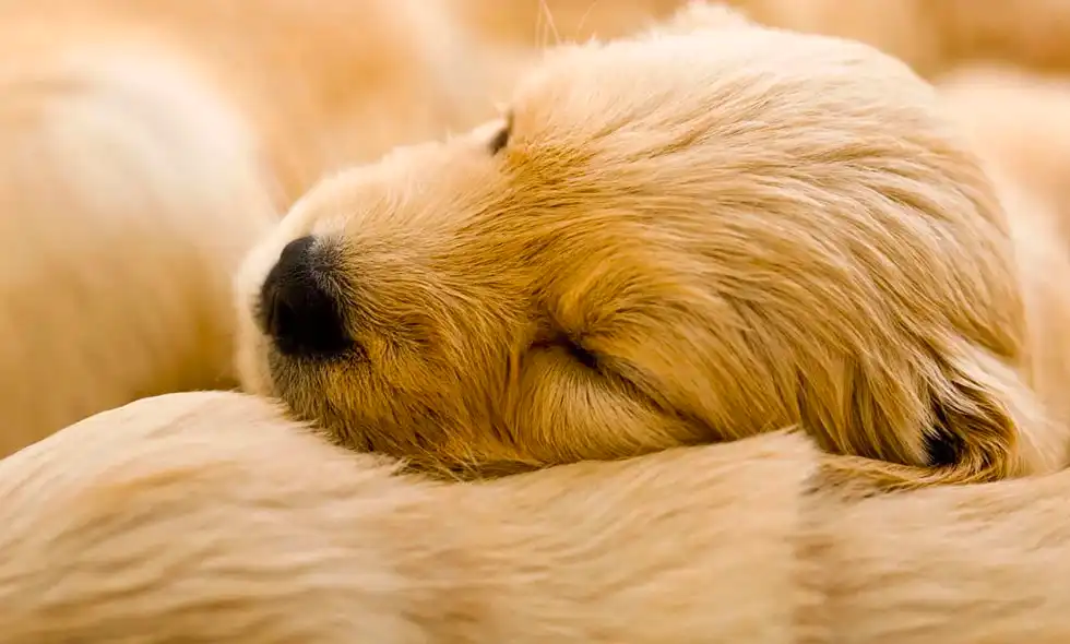 Närbild på hundvalp som sover