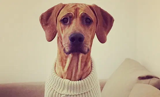 Hund i tröja ser fundersam ut i soffmiljö