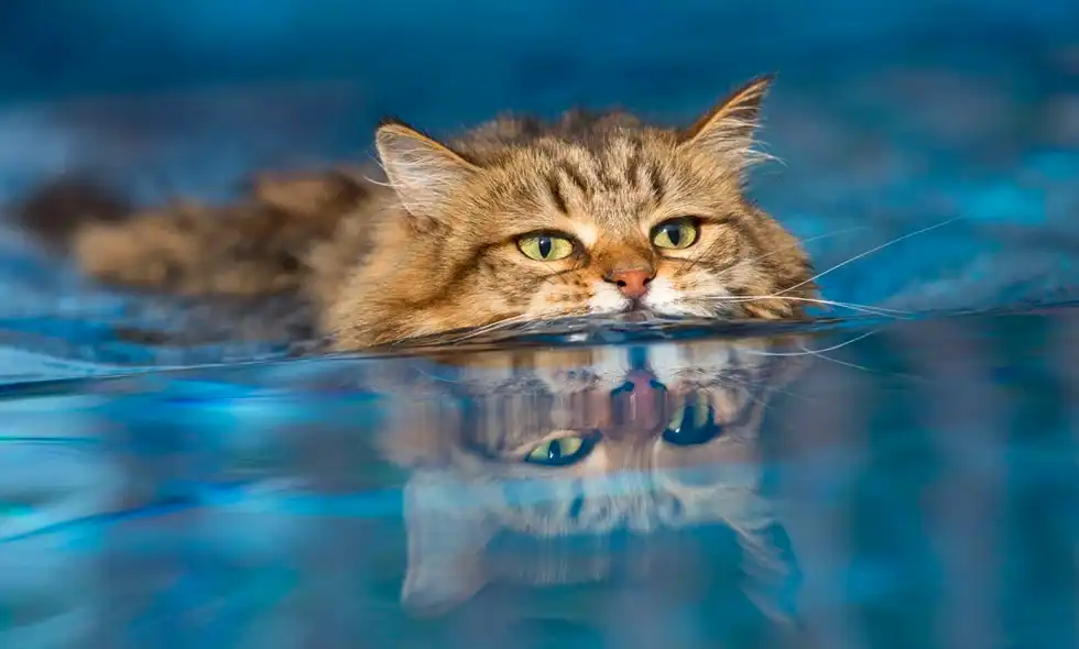 En katt simmar