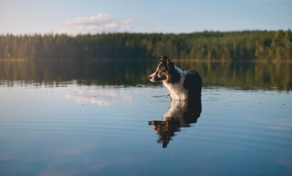 Hund står stilla i vatten med spegelbild och skog i bakgrunden