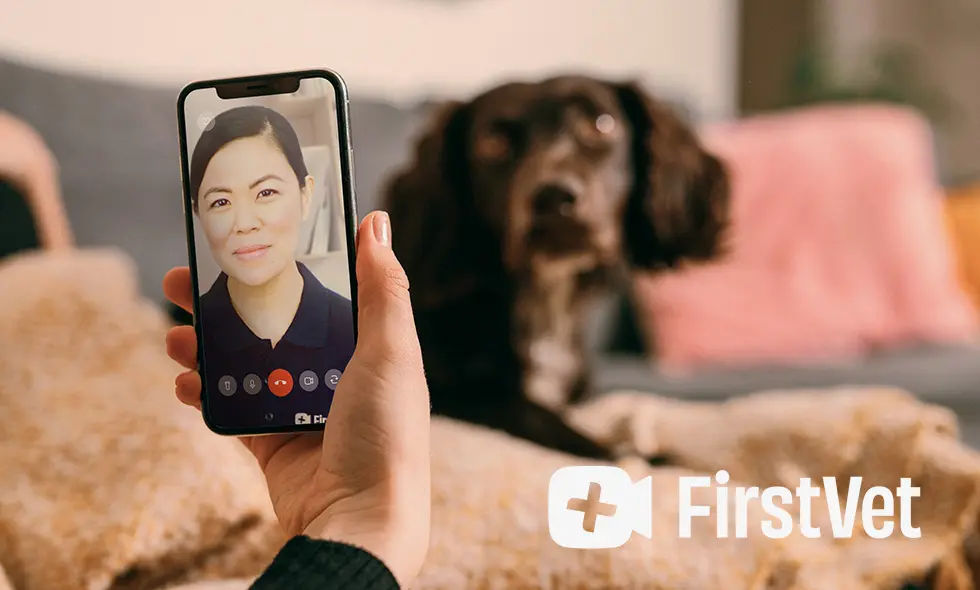 Kvinna på videosamtal på mobil, med hund i bakgrunden och FirstVet logotyp