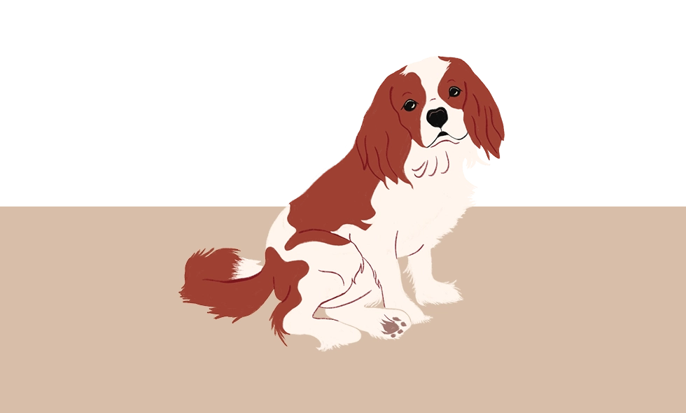Illustration av en Cavalier King Charles Spaniel som sitter med blicken mot sidan.