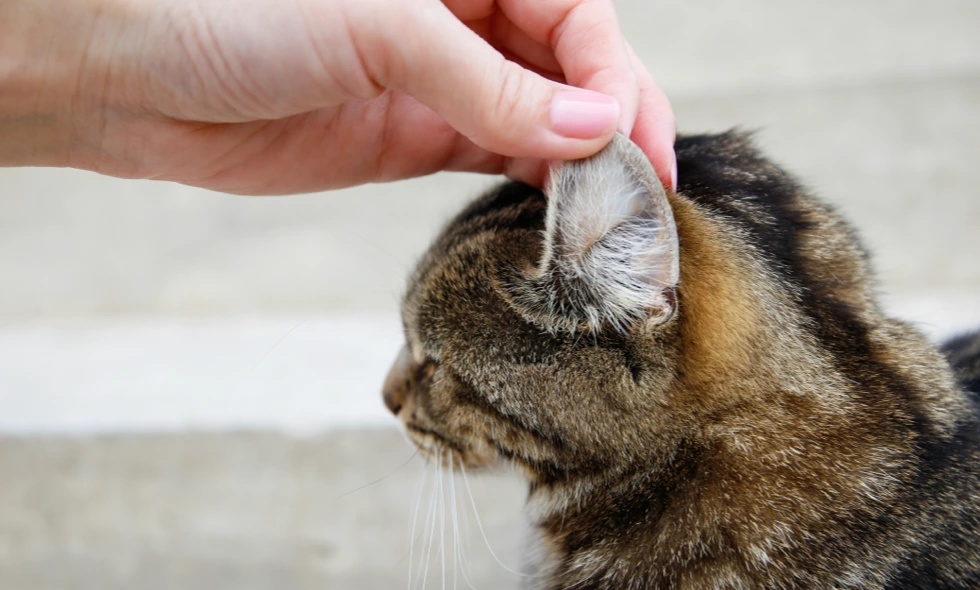 Hand lyfter örat på en brunrandig katt för att inspektera kattens öron.