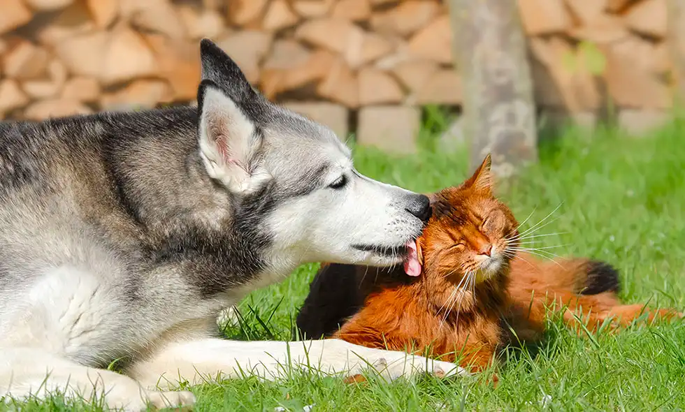 En Siberian Husky luktar på en nöjd, stängd-ögd katt på en solig gräsmatta