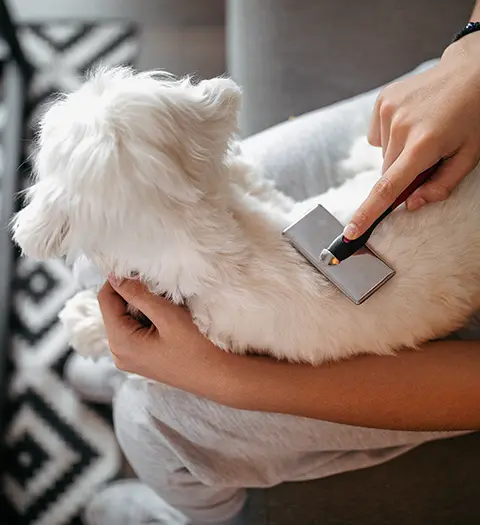 Vit hund ligger i knät på en person som borstar hunden.