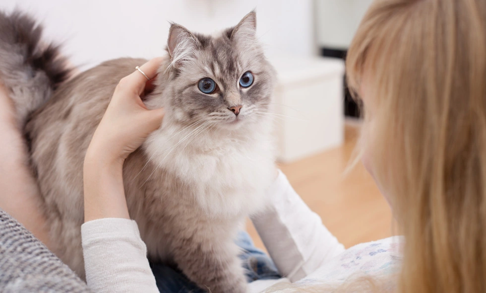 Ragdoll blir kelad av kvinna