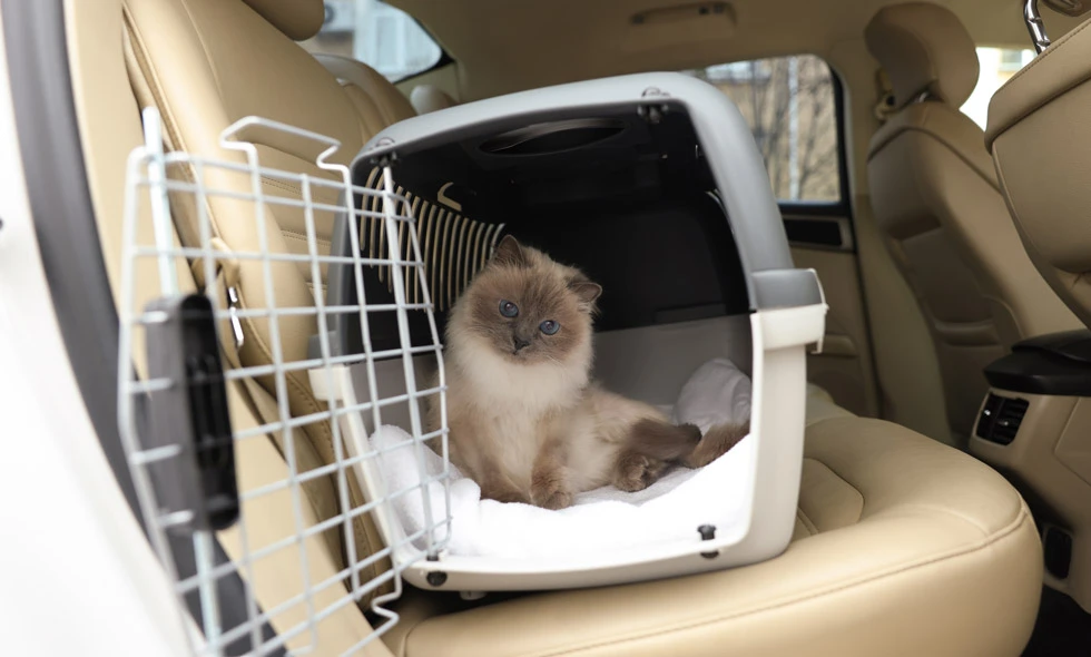 Kattunge sitter i transportbur i bil