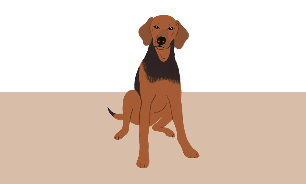 Illustration av en schillerstövare med rödbrun päls och svart rygg, sittandes med svansen ut åt sidan.