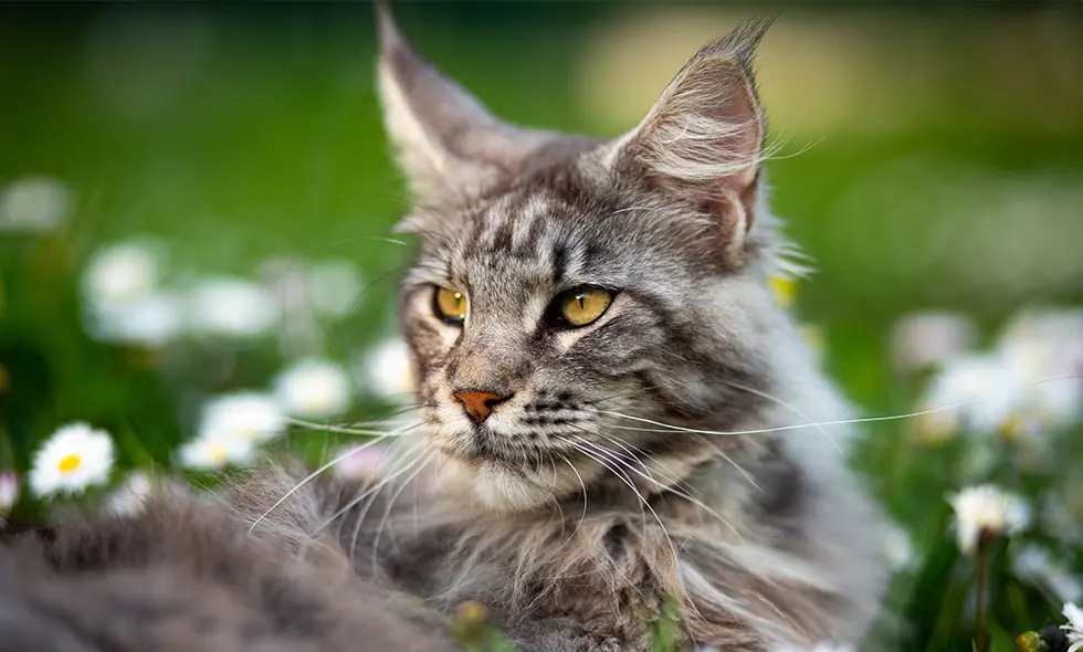 Maine coon med tydliga, gulaktiga ögon tittar åt sidan, med suddig grönska och vita blommor i bakgrunden