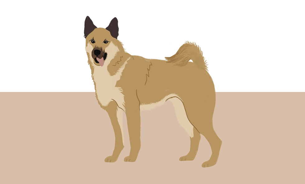 En illustration av en hälleforshund med gyllenbrun päls och mörkare ansikte.