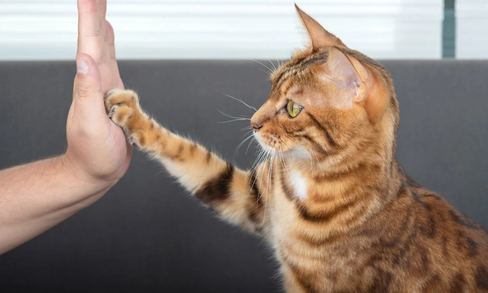 En randig katt ger 'high five' till en människas hand inne i ett modernt vardagsrum