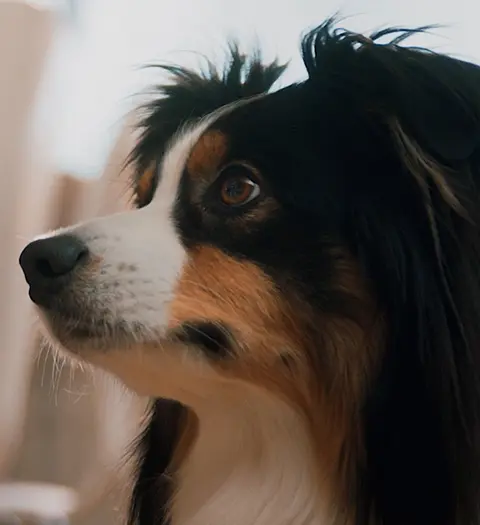 En närbild av en Australian Shepherd, med en uppmärksam blick och dess karakteristiska flerfärgade päls