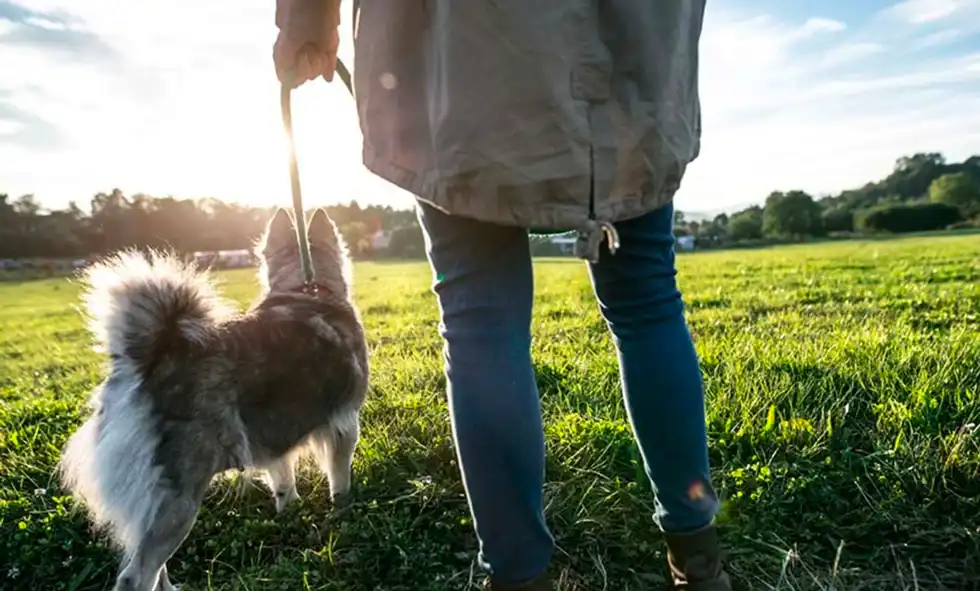 Hund i koppel på gräsmatta