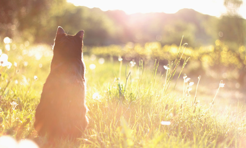 Siluetten av en katt som sitter i ett gräsfält, med blicken riktad mot en solnedgång som skapar ett mjukt ljus i scenen