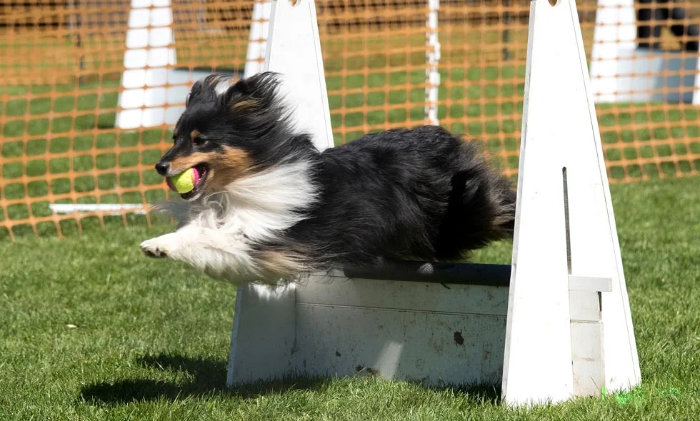 En trefärgad Australian Shepherd-hund fångar en tennisboll i full flykt på en agilitybana