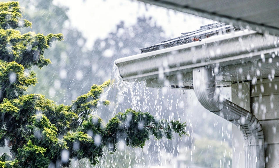Kraftigt regn som svämmar över en hängränna på ett vitt hus. Vattnet forsar ner över gröna barrväxter i bakgrunden.