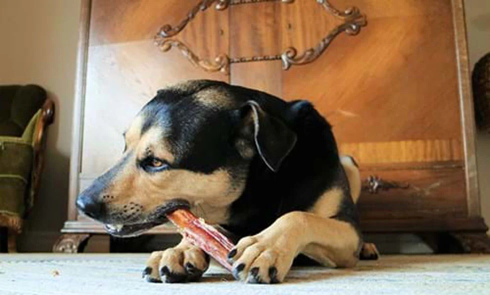 Hund som äter på ett ben)