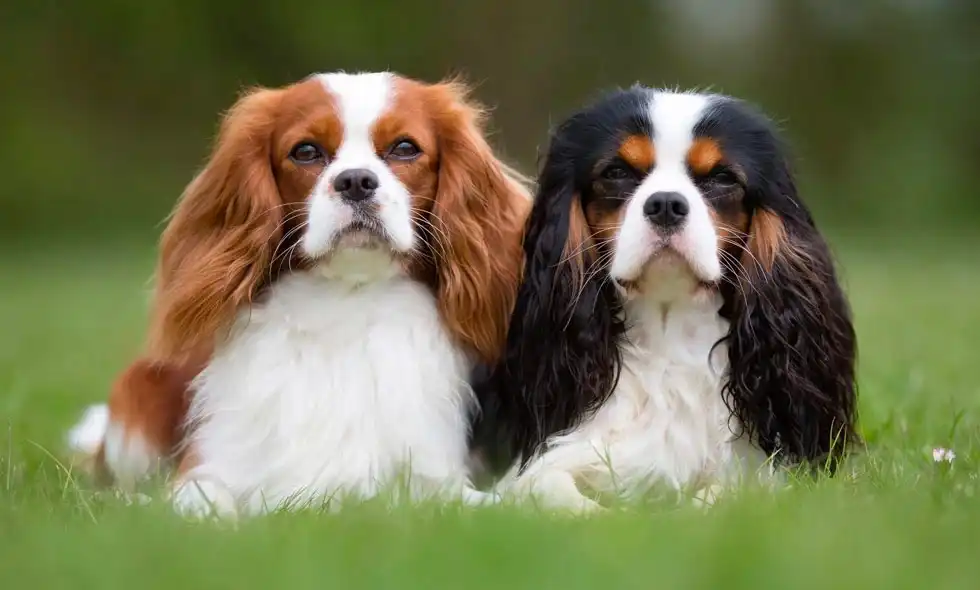 Två hundar sitter i gräset bredvid varandra