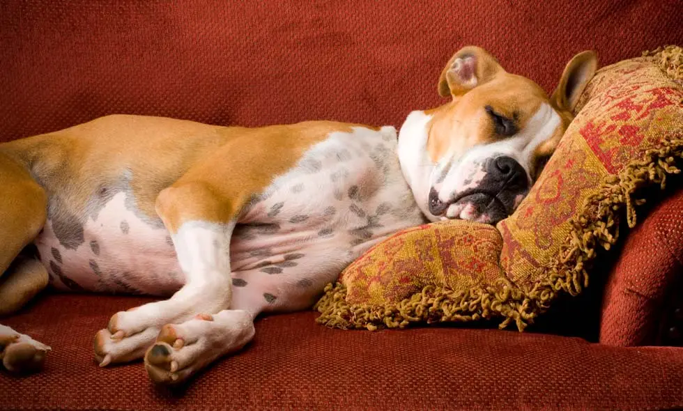 En hund av rasen boxer sover djupt på en röd soffa, liggandes på sidan med huvudet på en utsmyckad kudde