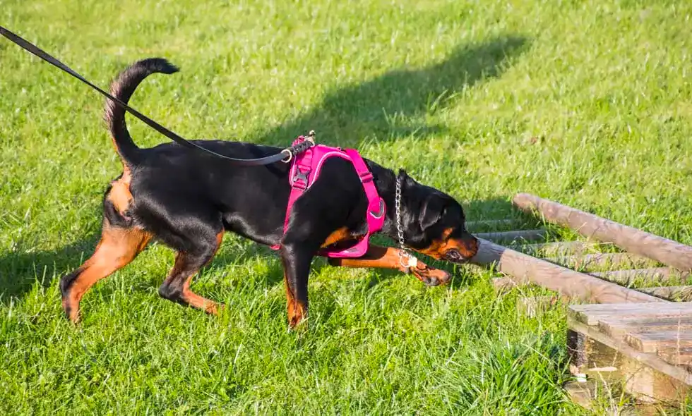 Nosework med hund