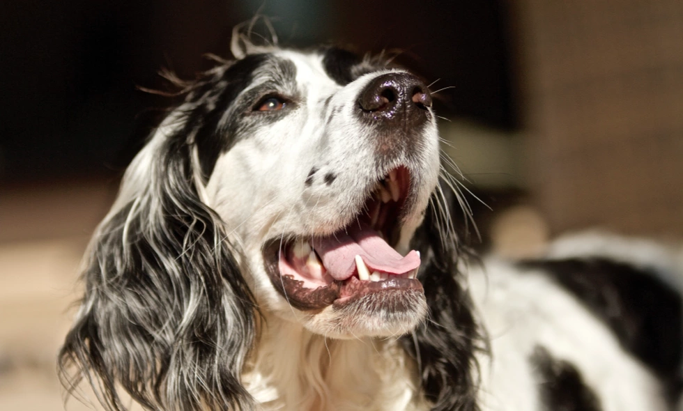 Vit och svart hund med öppen mun i närbild med tungan och tänderna synliga.