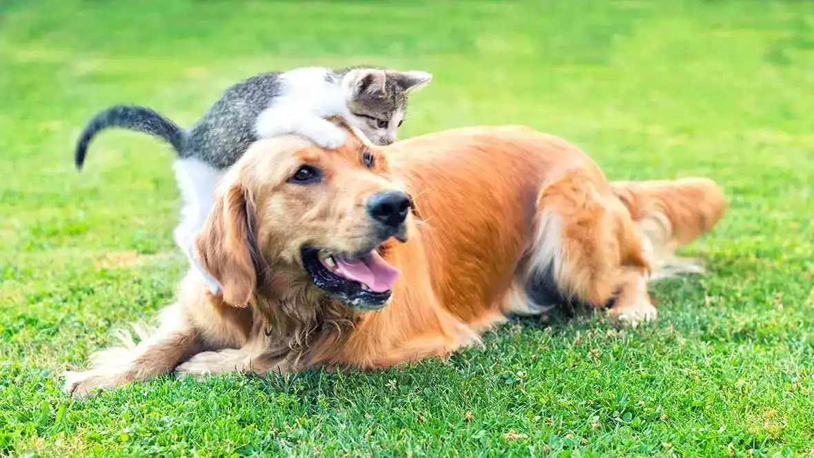 Kattunge rider på lekfull golden retriever i gräset