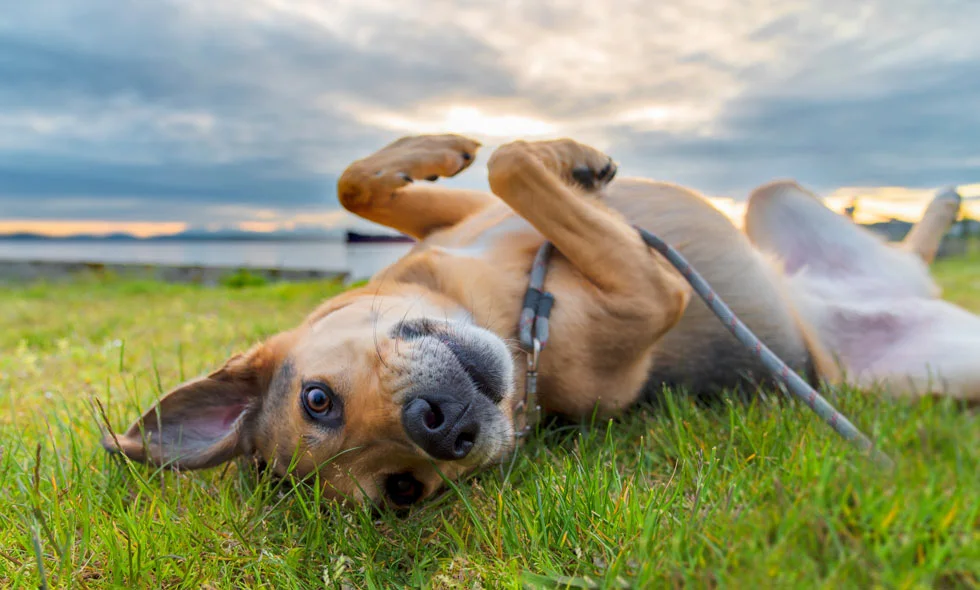 En lekfull hund av blandras ligger på rygg i gräset och viftar med tassarna i luften