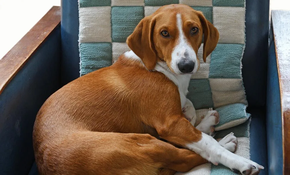 En brun och vit hund ligger sammanrullad på en stol med blå och gröna ränder