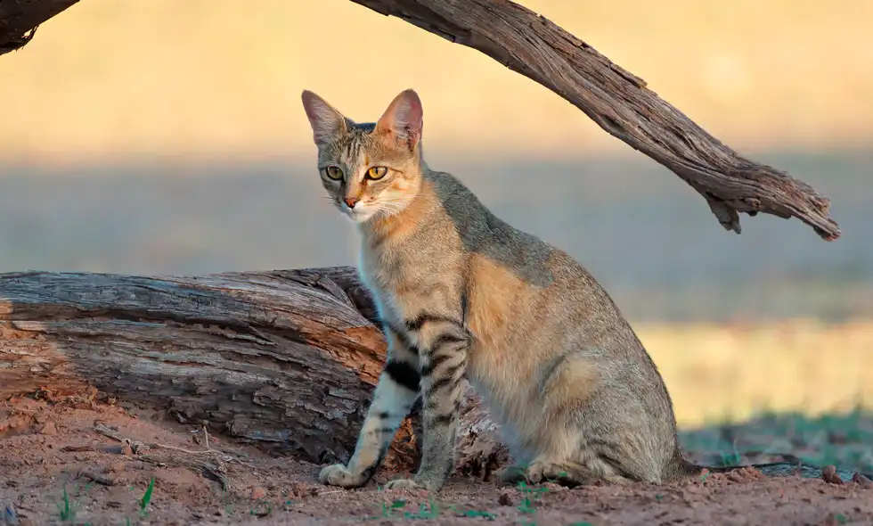 Afrikansk vildkatt på savannen