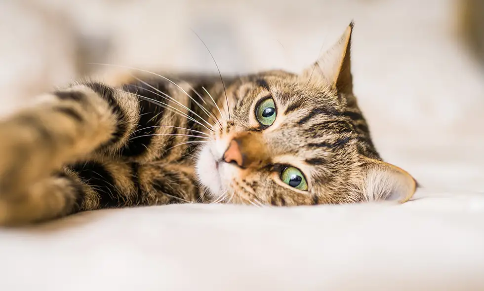 Närbild på en tigrerad katt med gröna ögon som ligger avslappnat på en ljus säng och tittar in i kameran.