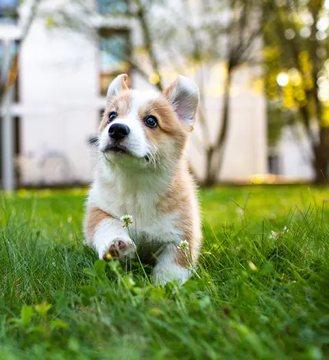 En liten corgi-valp tittar uppåt medan den går på en gräsmatta.