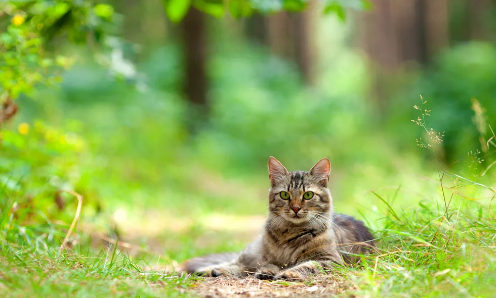 Katt ligger avslappnad i skogen