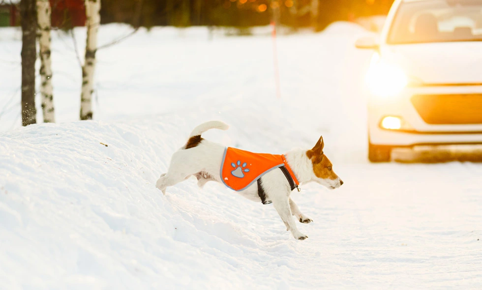 Jack Russell terrier i säkerhetsväst springer på snöig väg