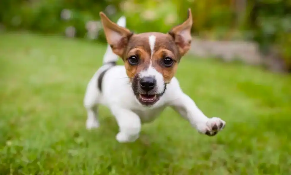 En liten hund springer mot oss på en gräsmatta