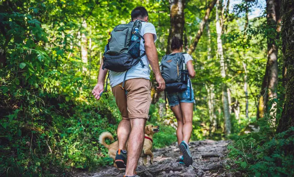 Ett par vandrar med ryggsäckar följes av en ljusbrun hund på en skogsstig