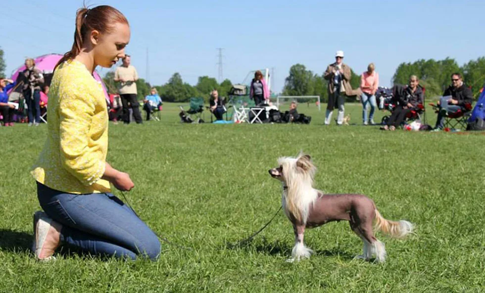 Kinesisk nakenhund på hundutställning