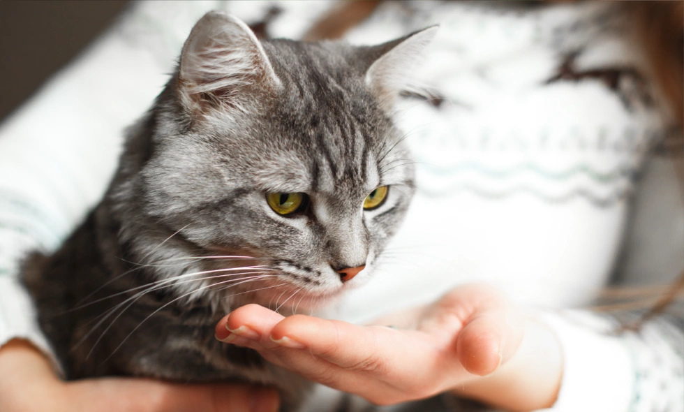 Person ger p-piller till grå långhårig katt ur hand i hemmiljö.