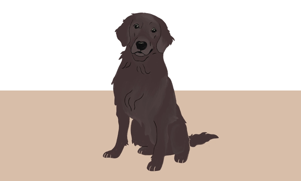 Illustration av en svart flatcoated retriever i sittande position. Pälsen är lång och glänsande