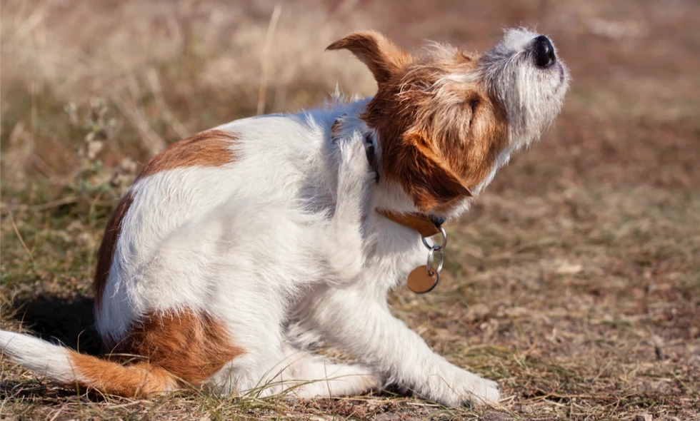 Hund kliar sig med bakbenet på torrt gräs i soligt utomhusmiljö.