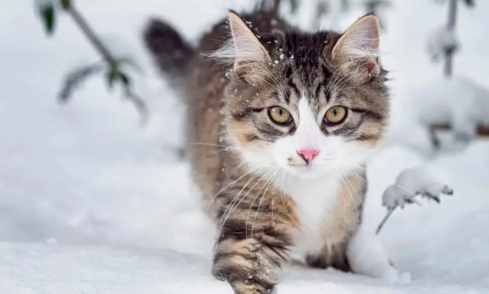 En katt går i snö